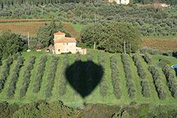 Our hot air balloon ride in Tuscany casts a shadow over the olive groves on this farmland