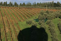 Aerial balloon flight view of Tuscany with olive groves and vines surrounding a small village