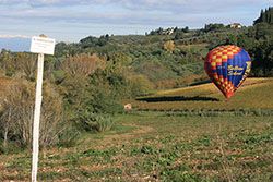 There isn't much room when ballooning in Tuscany for a landing. At the end of the balloon ride the balloon is floated above the vines to the track for deflation.