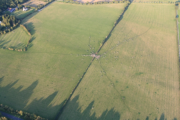 An amazing aerial view of sheep forming a pattern on the ground as we fly over in a hot air balloon. Even at 1000 feet sometimes sheep may hear the balloon and converge to a point until the balloon has flown past. This was a truly amazing pattern to see from the sky as the sheep all walked towards a common point.