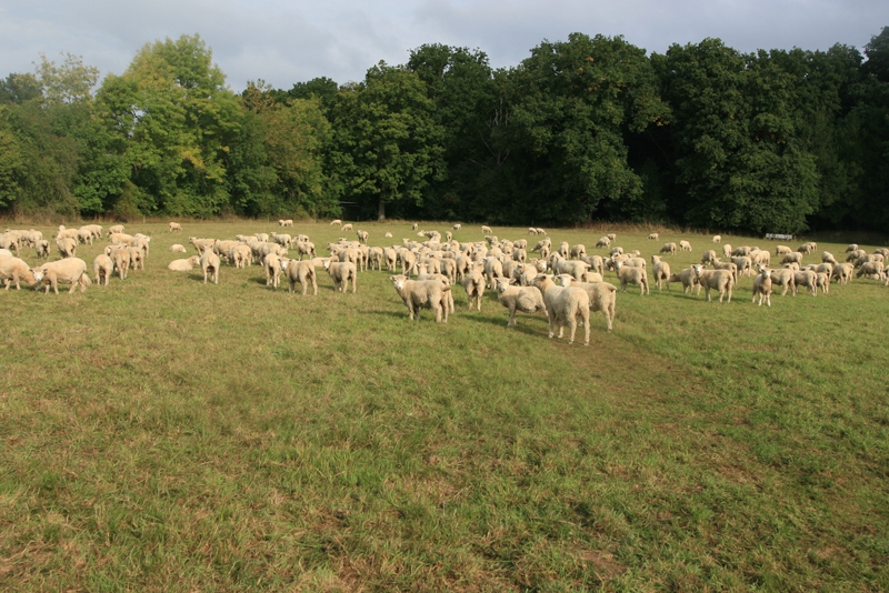 An Autumn visit from some local Hampshire sheep keep the grass short and tidy at our Winchfield balloon take off site. It is better for the environment than using a mower as the grass becomes food to be eaten when these lambs born earlier this year are fully grown