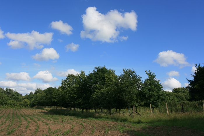 Our native species tree planting from 2001 is doing very well