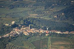 Its early November and time to harvest the olives. The balloon shadow surprises some early morning workers with their mats laid out to catch the olives.